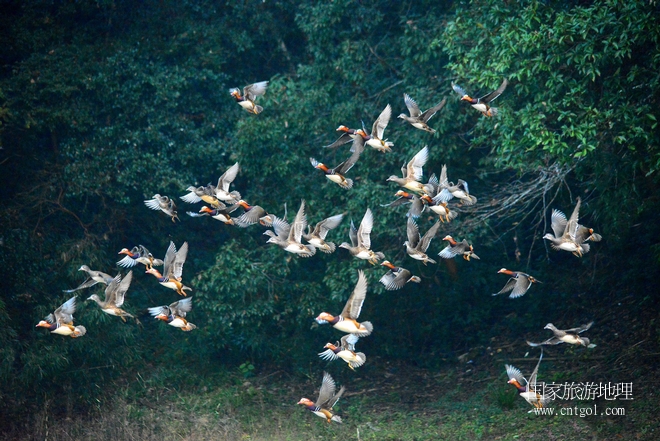 進(jìn)入初冬，大批野生鴛鴦陸續(xù)飛抵江西婺源縣賦春鎮(zhèn)鴛鴦湖越冬，小精靈們在湖面上或相互依偎、卿卿我我；或隨波逐流、嬉戲打鬧，悠閑自在生活在青山綠水之間，優(yōu)良的水域和豐富的湖畔闊葉林，為鴛鴦過冬提供良好生存環(huán)境，婺源鴛鴦湖已成為亞洲最大的野生鴛鴦越冬棲息地。（攝于12月4日下午）