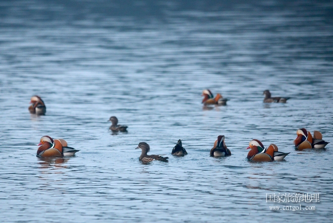 進(jìn)入初冬，大批野生鴛鴦陸續(xù)飛抵江西婺源縣賦春鎮(zhèn)鴛鴦湖越冬，小精靈們在湖面上或相互依偎、卿卿我我；或隨波逐流、嬉戲打鬧，悠閑自在生活在青山綠水之間，優(yōu)良的水域和豐富的湖畔闊葉林，為鴛鴦過冬提供良好生存環(huán)境，婺源鴛鴦湖已成為亞洲最大的野生鴛鴦越冬棲息地。（攝于12月4日下午）