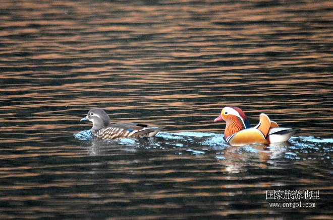 進(jìn)入初冬，大批野生鴛鴦陸續(xù)飛抵江西婺源縣賦春鎮(zhèn)鴛鴦湖越冬，小精靈們在湖面上或相互依偎、卿卿我我；或隨波逐流、嬉戲打鬧，悠閑自在生活在青山綠水之間，優(yōu)良的水域和豐富的湖畔闊葉林，為鴛鴦過冬提供良好生存環(huán)境，婺源鴛鴦湖已成為亞洲最大的野生鴛鴦越冬棲息地。（攝于12月4日下午）
